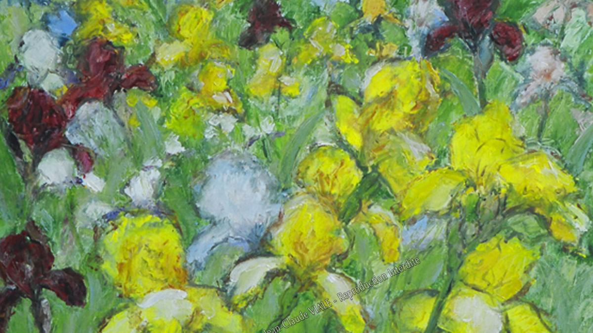 Iris à Rasteau (84)